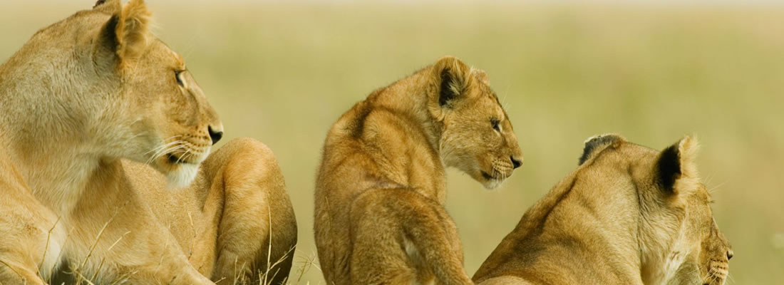 THE SERENGETI - Lion Family at rest on Serengeti Endless Plains